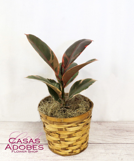 Variegated Ruby Ficus Rubber Tree
