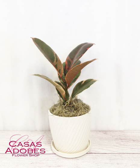 Variegated Ruby Ficus Rubber Tree
