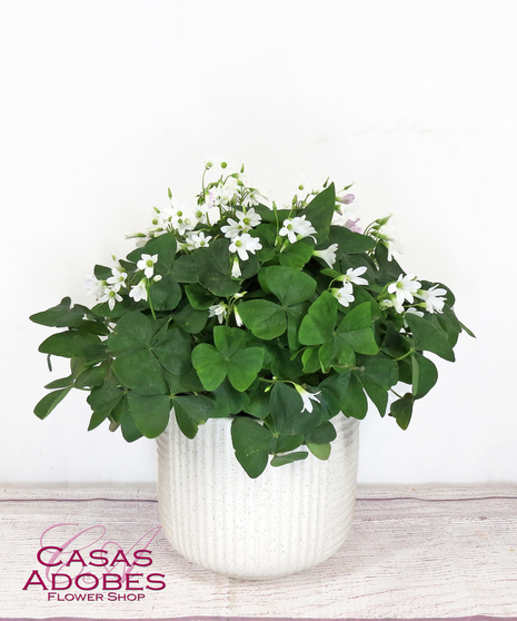 Shamrock Plant in a basket